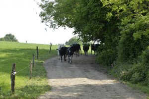 Cows returning to pasture after milking at Bore Place farm yoga retreat