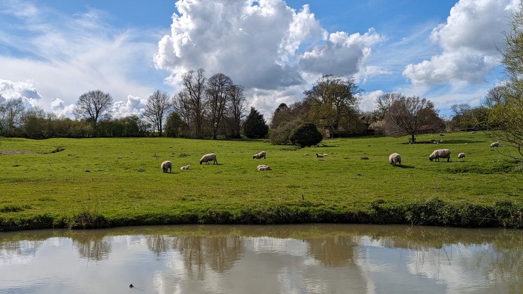 Grazing sheep on a canal boating trip on the Grand Union Canal