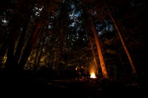 Forest Bathing After Dark