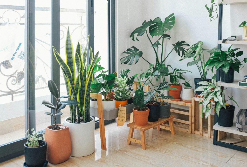 Bringing Nature Indoors