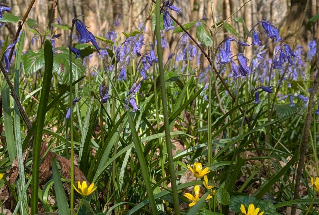 The Wheel of the Year: Beltane - May 1st